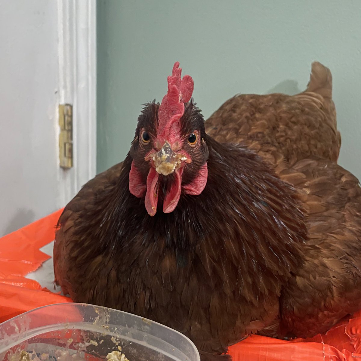 I bet seeing a chicken in a sling (with a broken leg) wasn’t on your 2023 bingo card.

This is your reminder that you can find a rewarding career without living in a city. You just have to work for it.