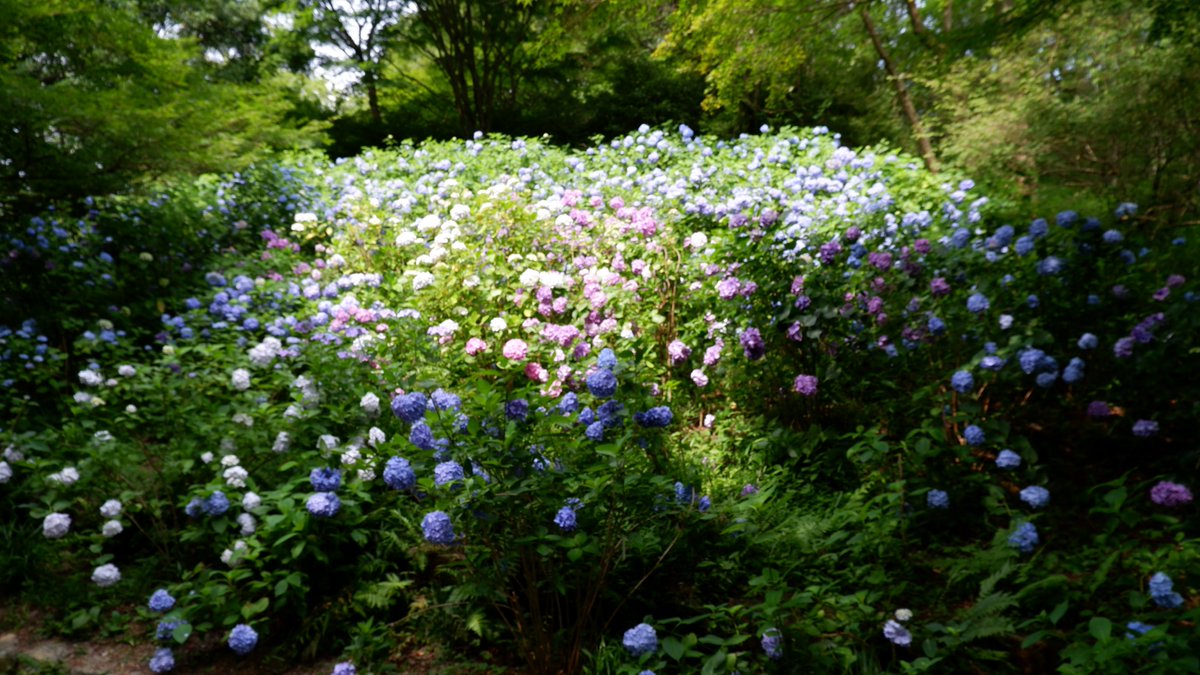 紫陽花を見に行きたい
兵庫県神戸市北区 神戸市立森林植物園