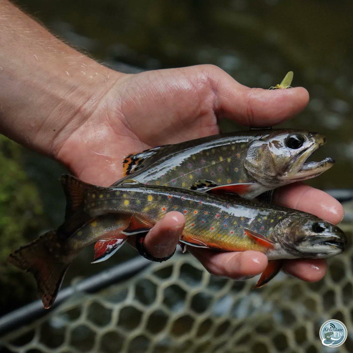 Central VA Fishing Report with Ethan Martin of TaleTellers Fly Shop 
#flyfishing #flytying #thearticulatefly #taletellersflyshop #flyshop #flyfishva #downtownlynchburg bit.ly/42ICevP