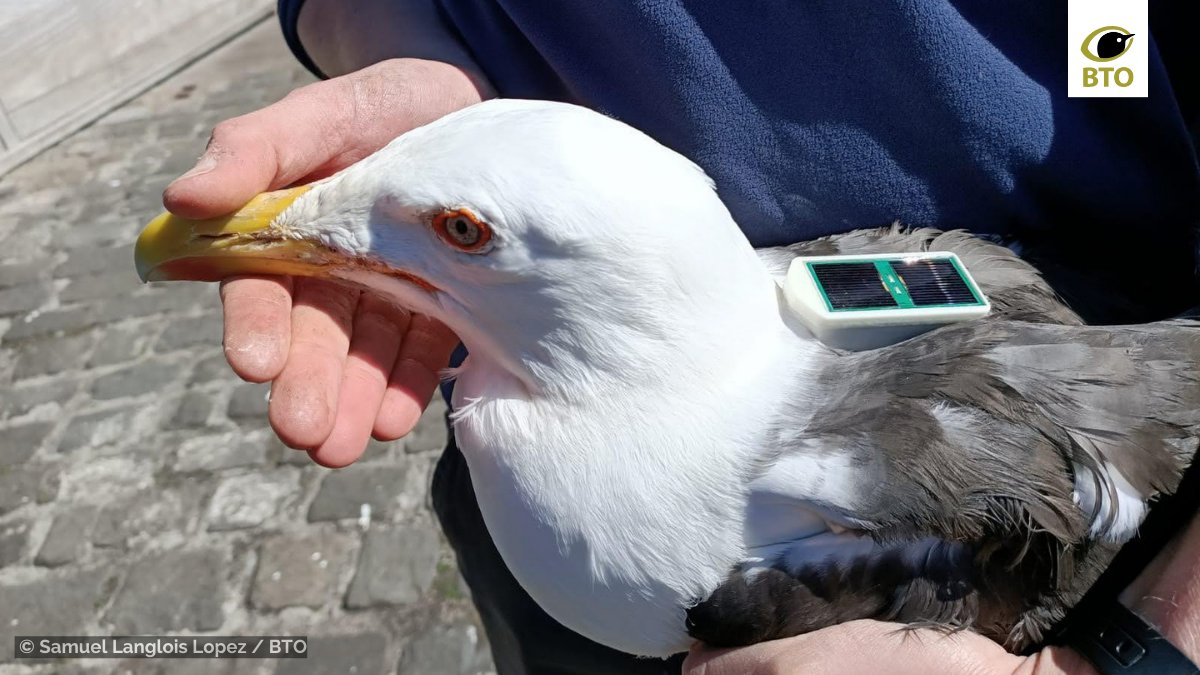 New #BTOScience shows negative effects of harness-mounted GPS tags on breeding success in Great Black-backed Gulls. The research, led by @Naturalist_Sam, urges extreme caution to those wanting to use similar tracking devices on this species. Paper 👉 doi.org/10.1111/ibi.13…