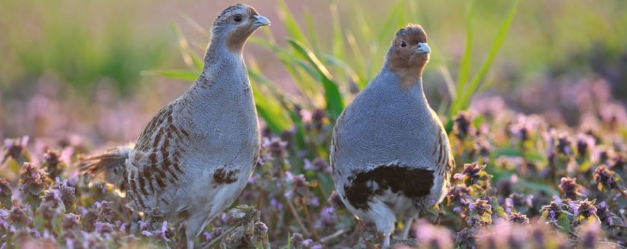 DIGWYDDIAD AM DDIM | FREE EVENT Sut i achub y Petrys Llwyd | How to save the Grey Partridge DYDD MERCHER NESAF | NEXT WEDNESDAY 21/6/23 7-9pm Plas Glyn y Weddw, Llanbedrog Croeso i bawb | All welcome Te, coffi a chacen | Tea,coffee & cake Book: tinyurl.com/4wzxc29j