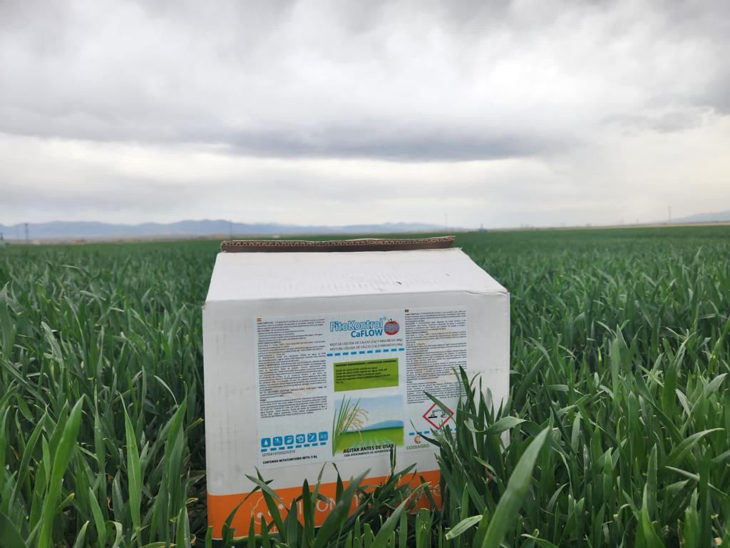 Utilizando #FitokontrolCaFlow de #Codiagro en #trigo. Anatolia Central - Turquía. Composición Silicio + Calcio en forma de suspensión concentrada. #ClientesSatisfechos