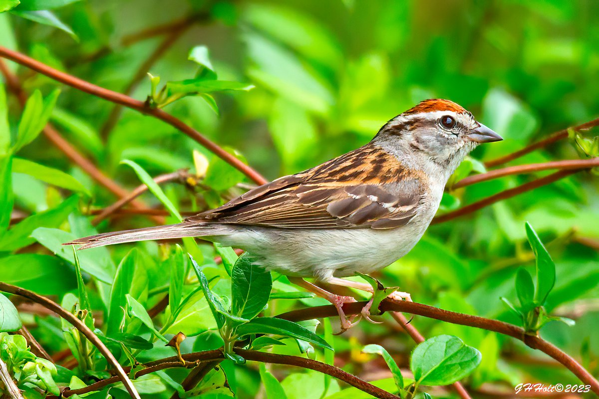 A Chipping Sparrow on a Honeysuckle vine on a overcast afternoon.
#TwitterNatureCommunity #NaturePhotography #naturelovers #birding #birdphotography #wildlifephotography #chippingsparrow #sparrow