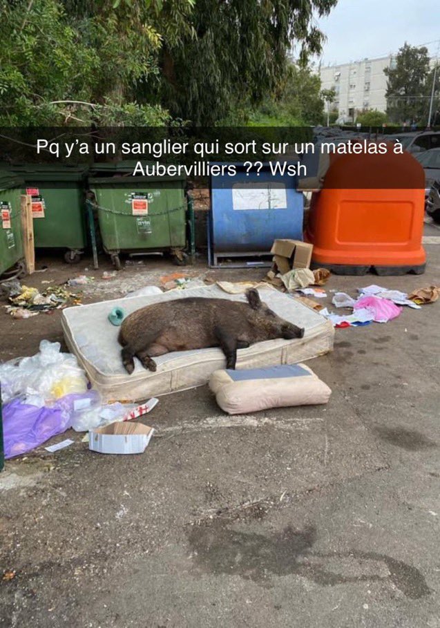 Si c’est un rat d’Aubervilliers ça me semble possible hein y’a des sangliers qui dorment sur des matelas ✋🏾🤠🤚🏾