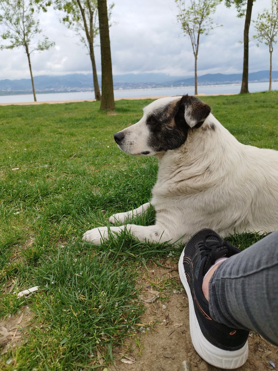 SON DAKİKA Kedi oteli sahibi sahilde köpek arkadaşıyla buluşurken yakalandı kedilerden şikayet yağıyor