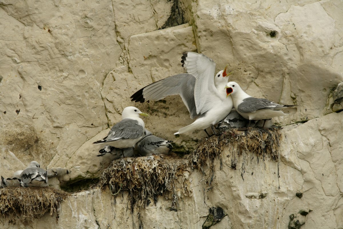 Some noisy Kittiwakes coming up on Country Focus this evening  on bbc.co.uk/radiowales at 6.30pm
 @carolineevans10  
@mariclarecj  @NatResWales @LeagueACS @Gameandwildlife @info_specific  @COATEDEngD @SwanseaUni @WTSWW @RSPBCymru @birdsinwales