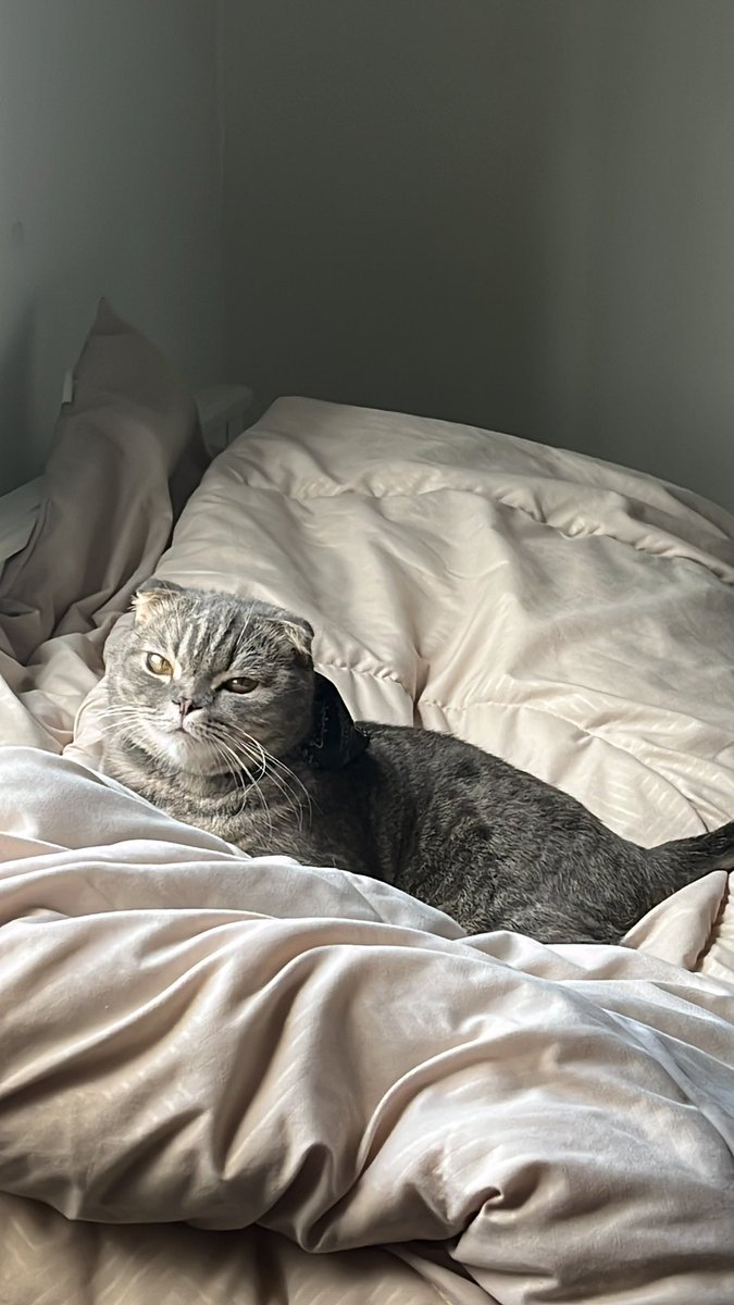 _paulinealvarez's tweet photo. i just wanna leave cat pics here https://t.co/rEhpzpTjFi