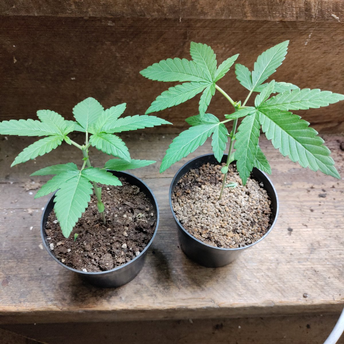 #irvinearmy update: Super Silver Haze X Cherry Pie @breeder_j @irvineseedco 
Chugging along nicely after topping. 💪🏾 Could use a feeding but they're not really as hungry as I was expecting. 👍🏾👍🏾 #growyourown #CannabisCommunity #Mmemberville