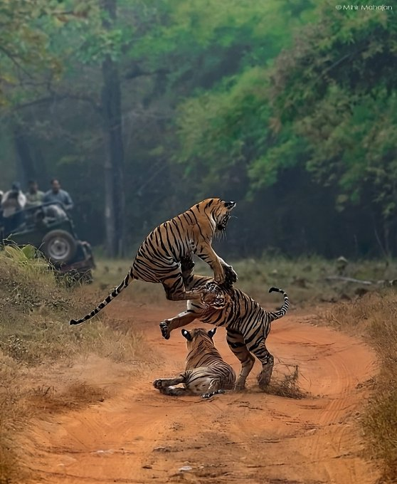 15 of the best & must visit National parks of India🇮🇳 

1. Jim Corbett, Uttarakhand