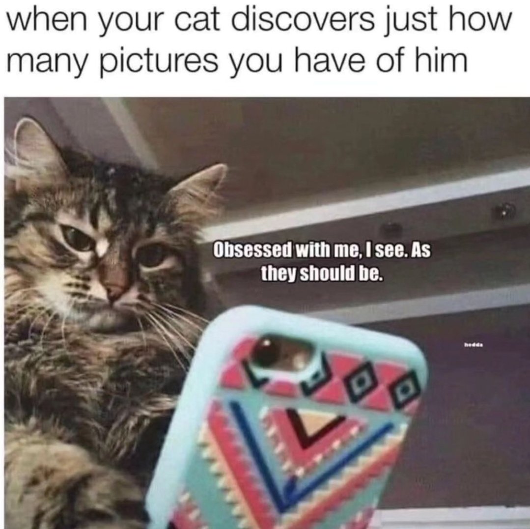 Meowsthing tweet picture