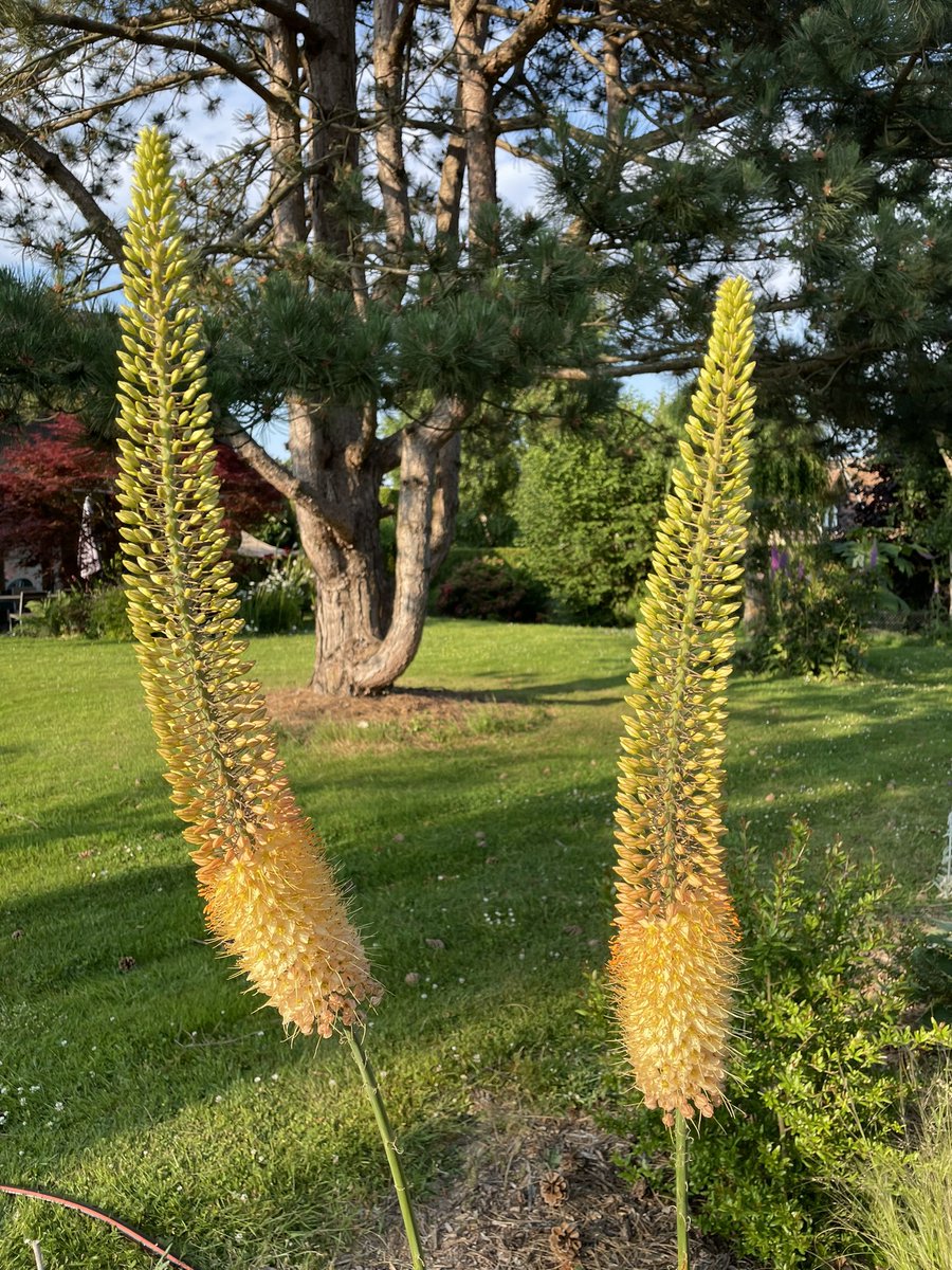 frdvil's tweet photo. Foxtail Lily is thriving !
#Eremurus bungei in my garden. 😎 https://t.co/mVPuspolNs