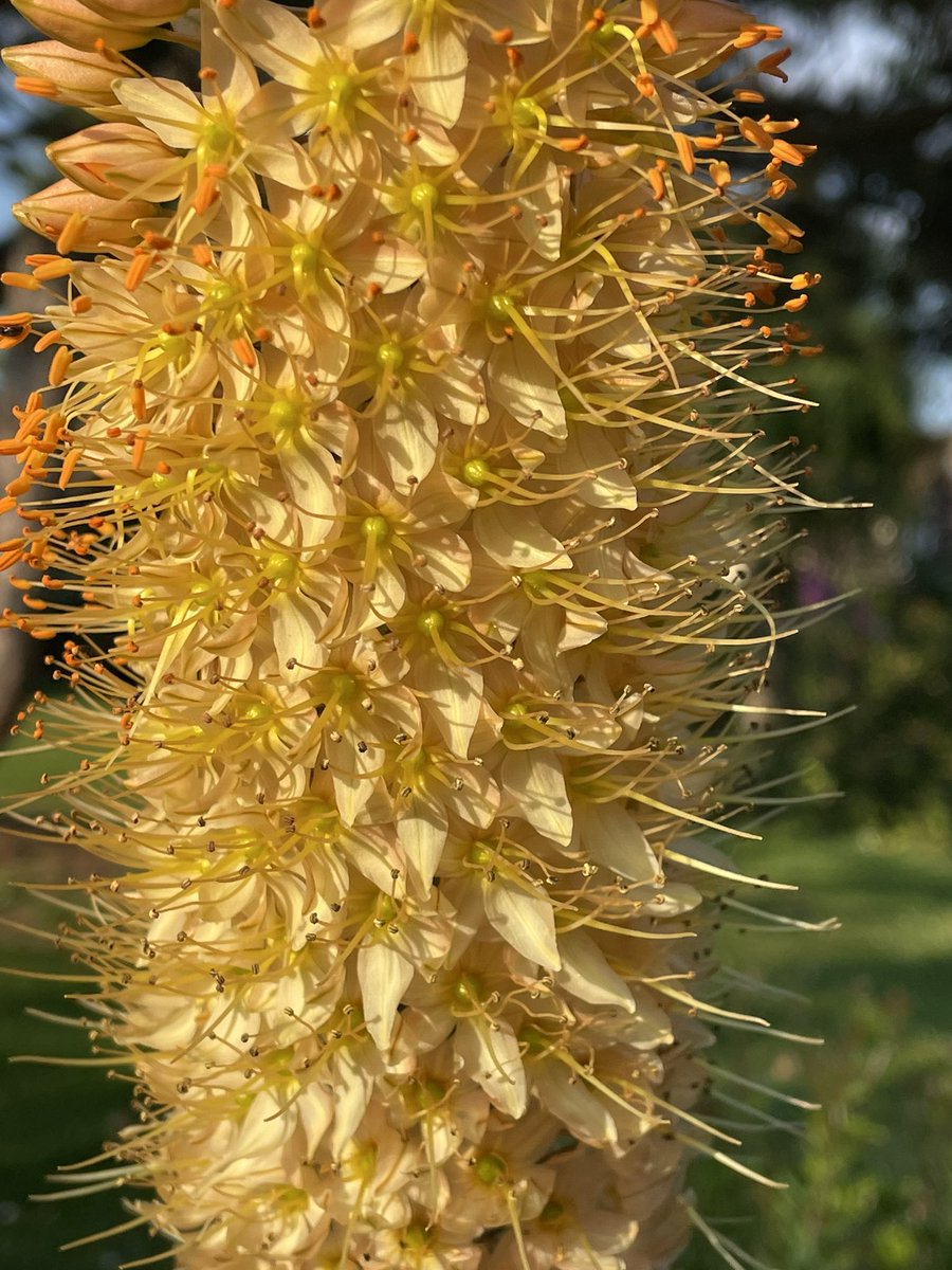 frdvil's tweet photo. Foxtail Lily is thriving !
#Eremurus bungei in my garden. 😎 https://t.co/mVPuspolNs