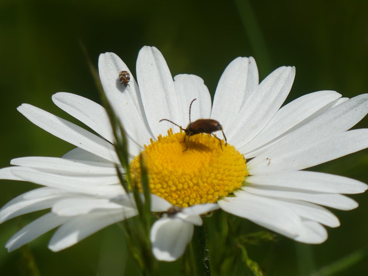 Encouraged to find a Fairy-ring Longhorn Beetle feeding on an Oxeye Daisy in my small orchard meadow today. The larvae feed on humus infested by the fungus Marasmius oreades and feed on mycelium. They do not develop in dead wood, as is usual in many species of Cerambycidae.