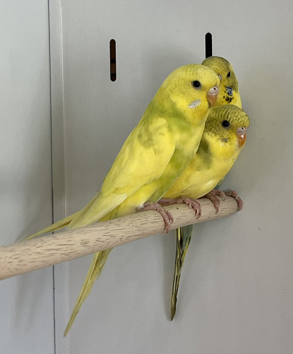 We have some beautiful baby budgies in. Open today til 4.30pm <a href="/Widnes_Market/">Widnes Market</a>