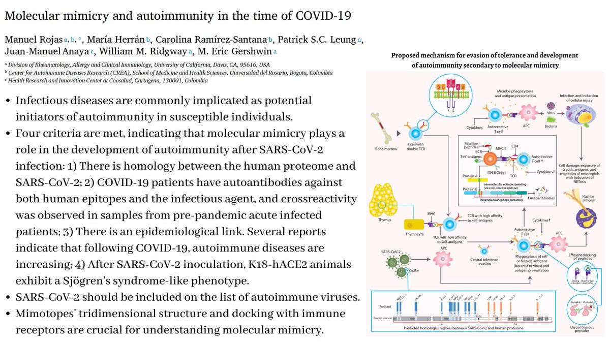 Molecular mimicry and autoimmunity in the time of COVID-19 #autoimmunediseases #SARSCoV2  #autoimmunetautology 
sciencedirect.com/science/articl…