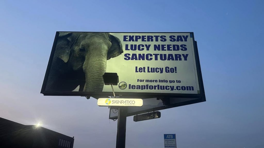 HAttyias's tweet photo. Finally EVZ let in 3 independent experts &amp; after 3 days of evaluations only 1 indicated Lucy should stay at Zoo, 2 indicated sanctuary best option. With zoo standard breaches &amp; questions of $ fraud, why is #Lucy still there? @dtloewen @ABDanielleSmith https://t.co/owE4FR7bO2