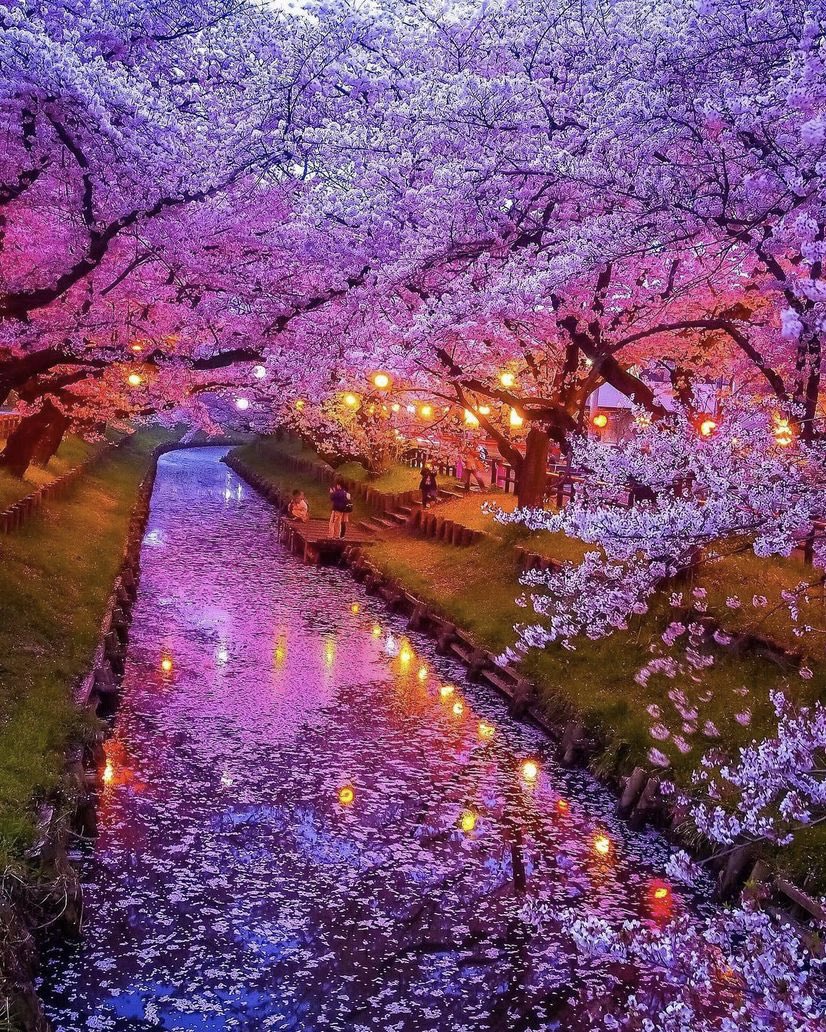 Blossoms in Japan 🌸