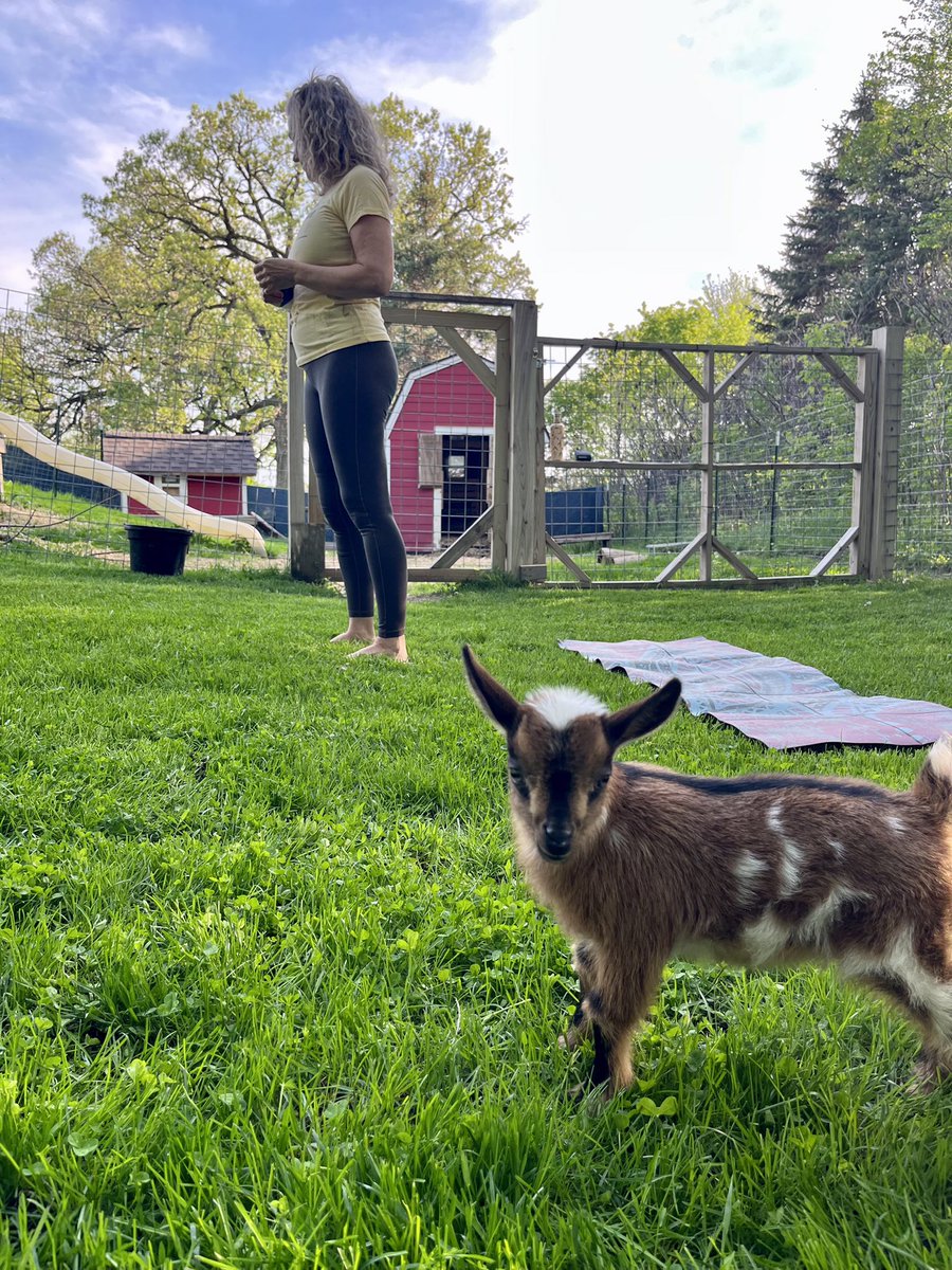 Goat Yoga is in full swing and Tiger is looking to see you at the next session. 
grayhobbyfarm.com for reservations! 
#grayhobbyfarm
#goatyoga
#lovegoats