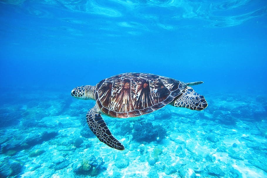 🌊 Happy World Sea Turtle Day! 🌊 Today, let’s celebrate these magnificent creatures that grace our oceans. Yet, sea turtles face numerous threats, including habitat loss, pollution, and climate change. Small changes can make a big difference. #SeaTurtleLove #wasteshark