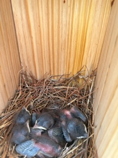 McAuliffe Elementary tweet media