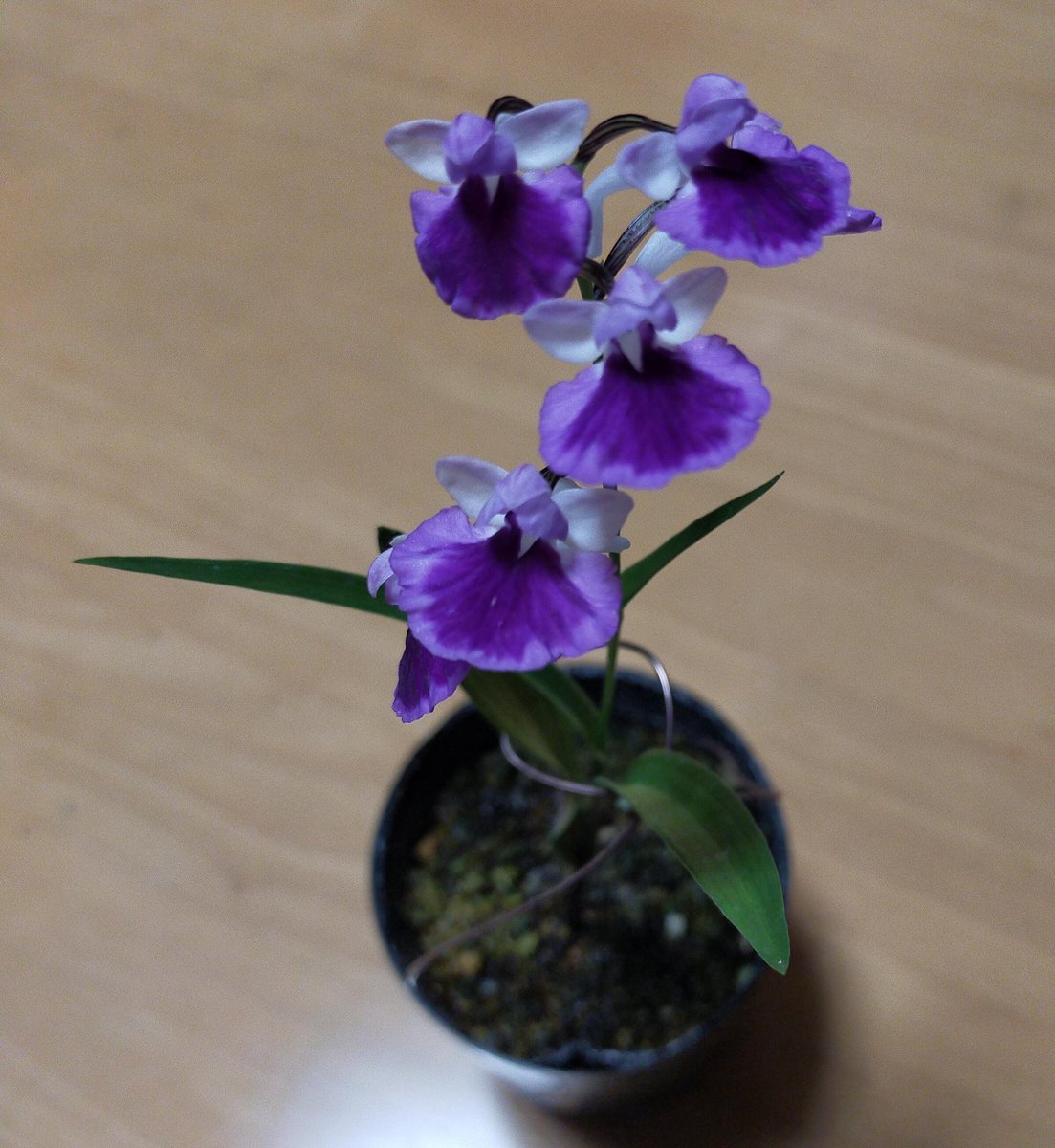 道の駅で買ったカワイコちゃん

山野草以外に名前が書かれてなくて、これはGoogleCameraですか？と検索したけどエビネを出してくる

葉が違いますき、もっとこぅ細うて花が繊細ながです　
（エセ万太郎）

と自力で調べて
羽蝶蘭とわかりました