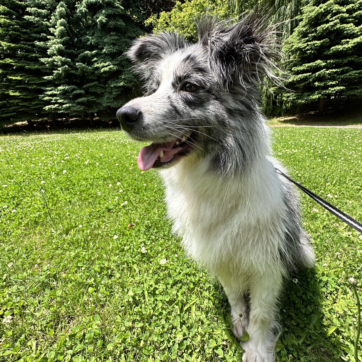 chocolat_border's tweet photo. 中島公園 2日目 天気もよく
たくさんのわんちゃん連れがいました🐕‍🦺

みんな飼い主の後ろついててお利口すぎっ

#犬好きさんと繋がりたい
#お祭りわんこ https://t.co/74D6IZALjM