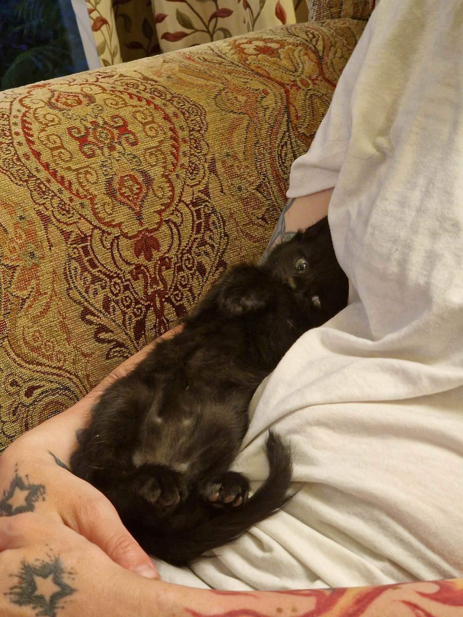 gina (@ginatheshort) on Twitter photo 