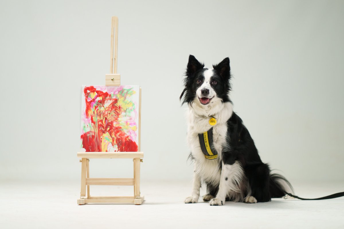 Dogs Trust Ireland tweet media