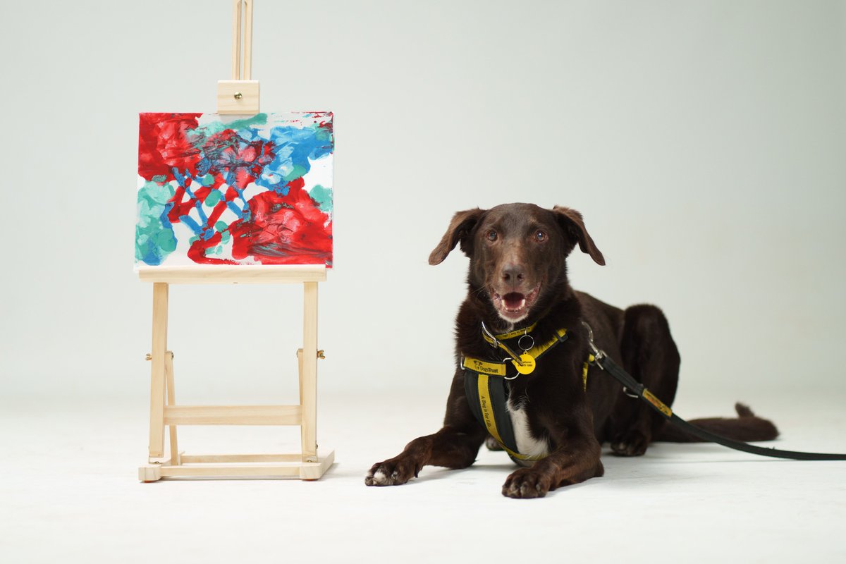 Dogs Trust Ireland tweet media