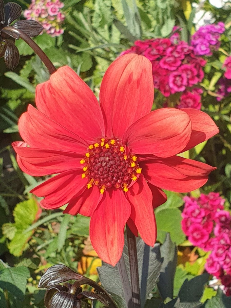 Our first dahlia - blooming lovely! Bishops children grown from seed this year 🌞🙏