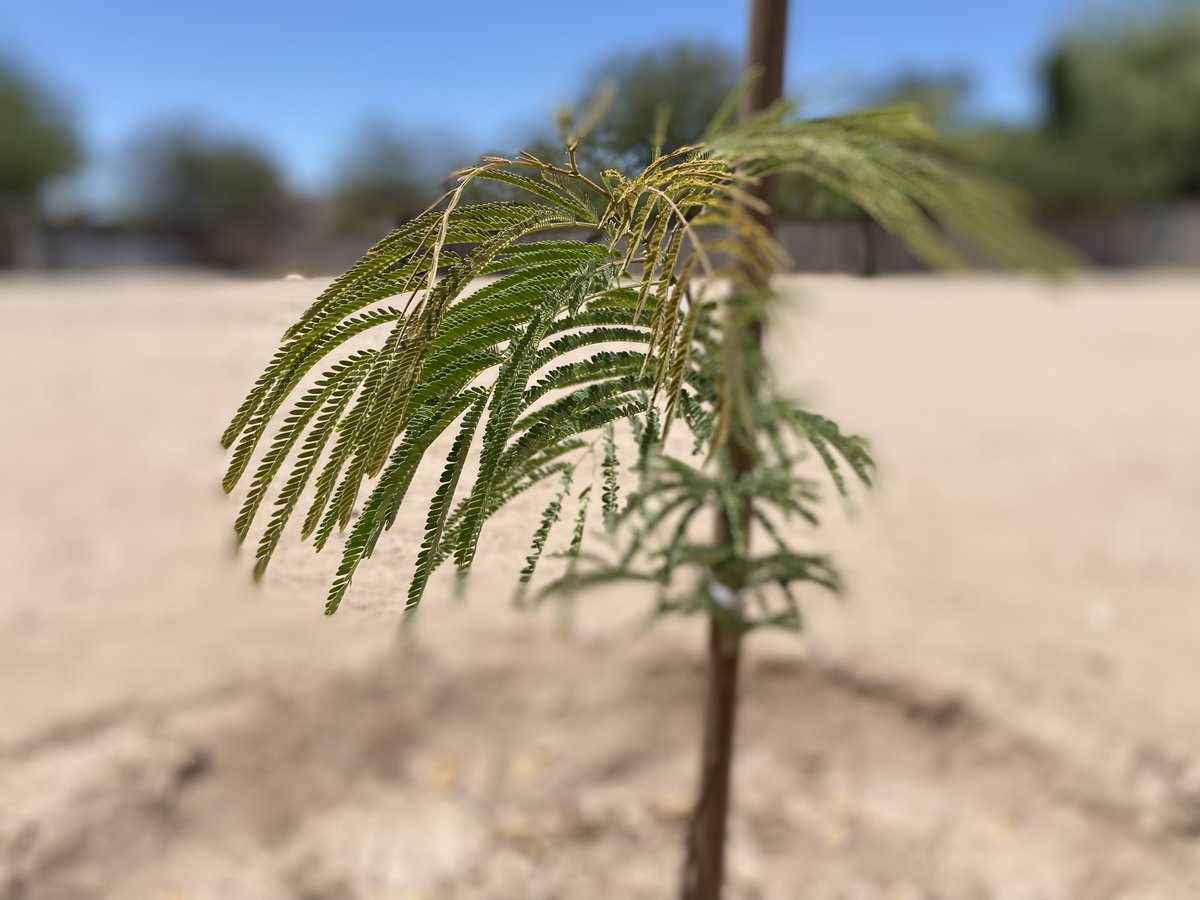 🌳 ¡Ella sí cumplió con su promesa de campaña y pone el ejemplo a mucho!..

Naomi reforestó su primaria, que no tenía sombras, con árboles nativos de Hermosillo.

Esa había sido su compromiso si ganaba la presidencia de la Sociedad de Alumnos “Los niños la admiran”

Lo prometió,