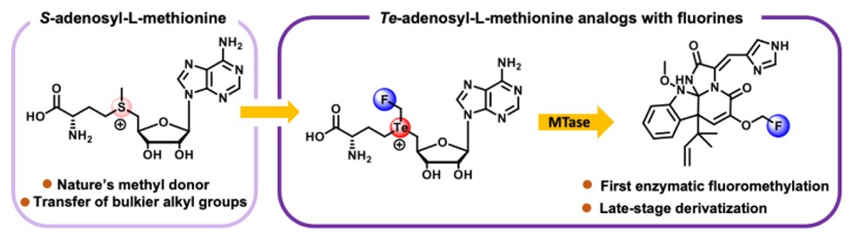 Enzymatic Fluoromethylation Enabled by the S-Adenosylmethionine Analog Te-Adenosyl-L-(fluoromethyl)homotellurocysteine NEW #ASAP by @BookerMan_PSU, Bo Wang, & co-workers from @psu_chemistry. Read it here: go.acs.org/5cR