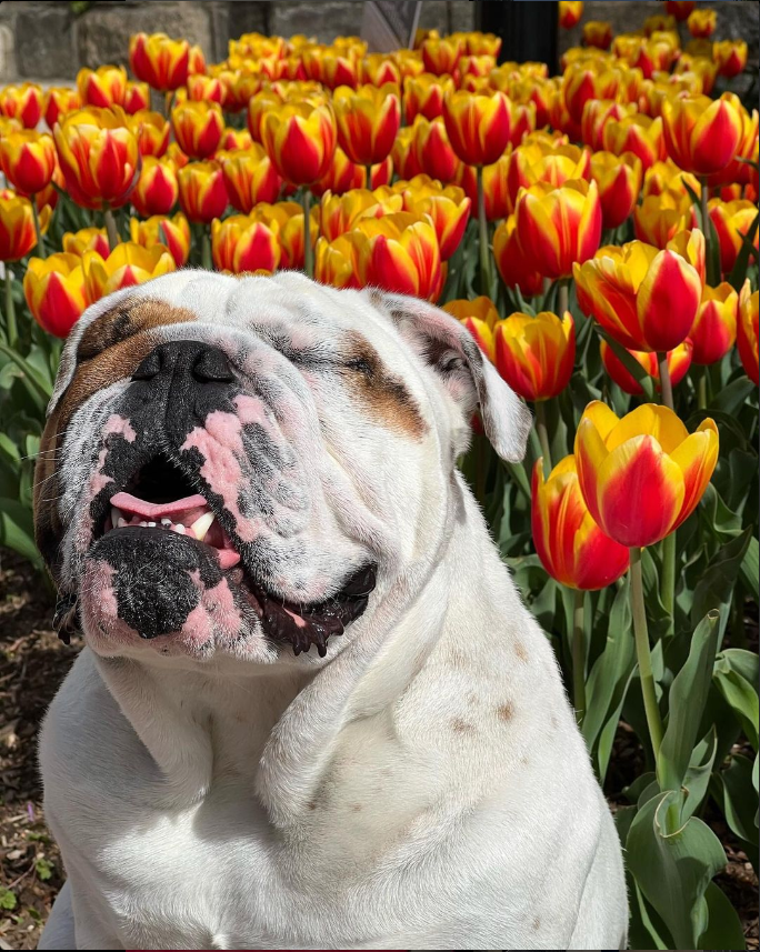 Use this image to take a pause, exhale and inhale a large breath. You've got this #DMCHoyas!

#NaturePhotographDay #GeorgetownUniversity