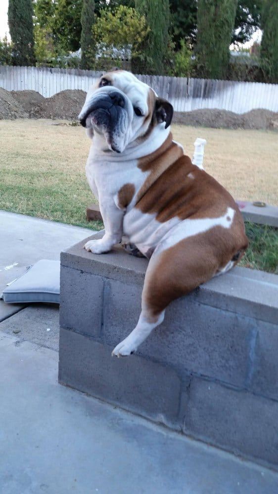 #bulldog #puppies #dogs
#viral