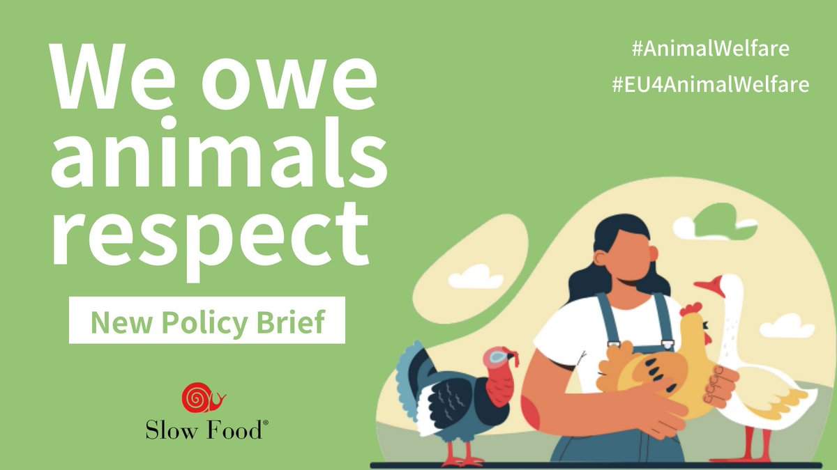 🐮 🐣 Animals are sentient beings, we owe them respect.
Today, we publish our 🆕policy brief on #AnimalWelfare! Have a read & discover our political demands to safeguard farmed animals' rights & well-being.
➡️ bit.ly/42DZTO4
#EU4AnimalWelfare 🧵👇