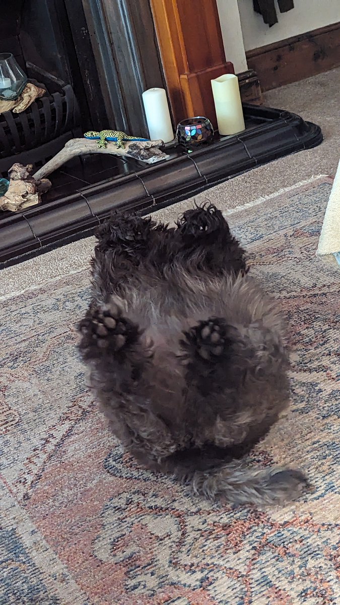 @PackedLunchC4  My Cairn Terrier Mojo so excited watching Steph he's rolling on his back 😁🤣🤣🤣🌷♥️🌷 xx 
#Mojokerto 
#CairnTerrier 😁