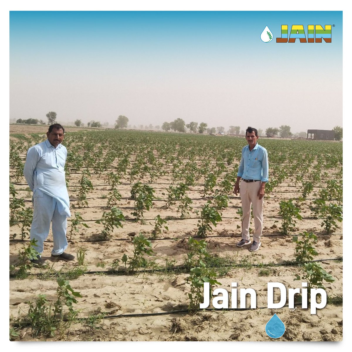 Softer Yields ☁️
But Stronger 💪🏼 Profits!

Precision farming #Cotton with #JainTechnology 💯☁️

#MoreCropPerDrop
#CottonFarming #Cotton #AgTech #JainIrrigation #JISL