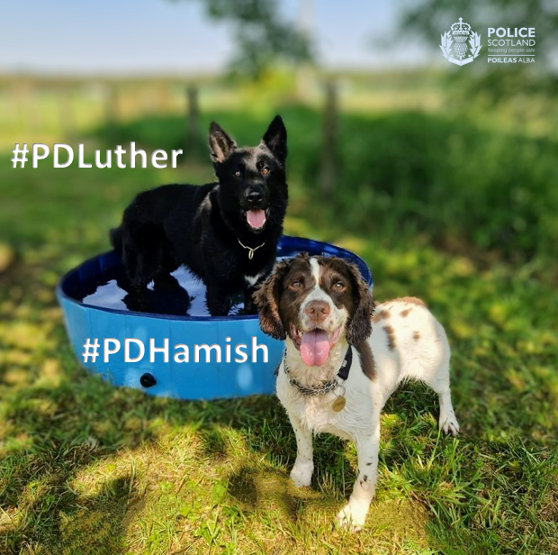 PSOSDogs's tweet photo. When @PSOSAberdeen went to arrest a suspected drug dealer, they called for #PDLuther, #PDHamish & #S373 to help. PD Luther ensured he was arrested safely, & then PD Hamish got to work & found a stash of drugs. They've definitely earned a paddle in this heat.
#CrimeFightingDuo https://t.co/pihPECpm83