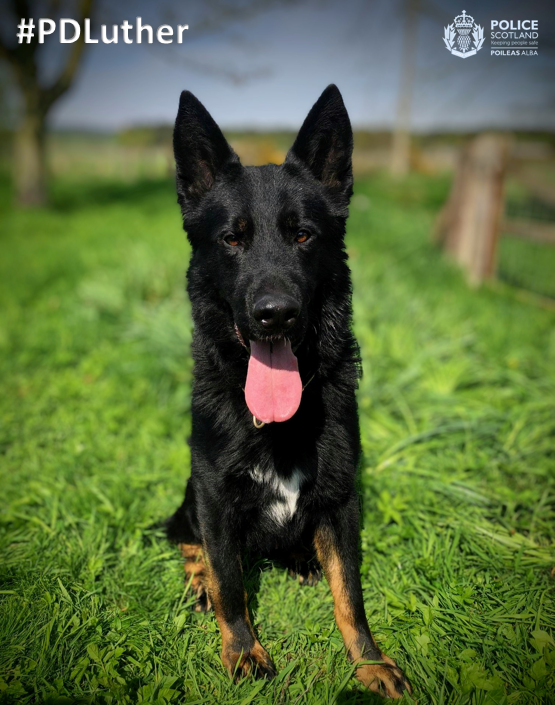 PSOSDogs's tweet photo. When @PSOSAberdeen went to arrest a suspected drug dealer, they called for #PDLuther, #PDHamish & #S373 to help. PD Luther ensured he was arrested safely, & then PD Hamish got to work & found a stash of drugs. They've definitely earned a paddle in this heat.
#CrimeFightingDuo https://t.co/pihPECpm83