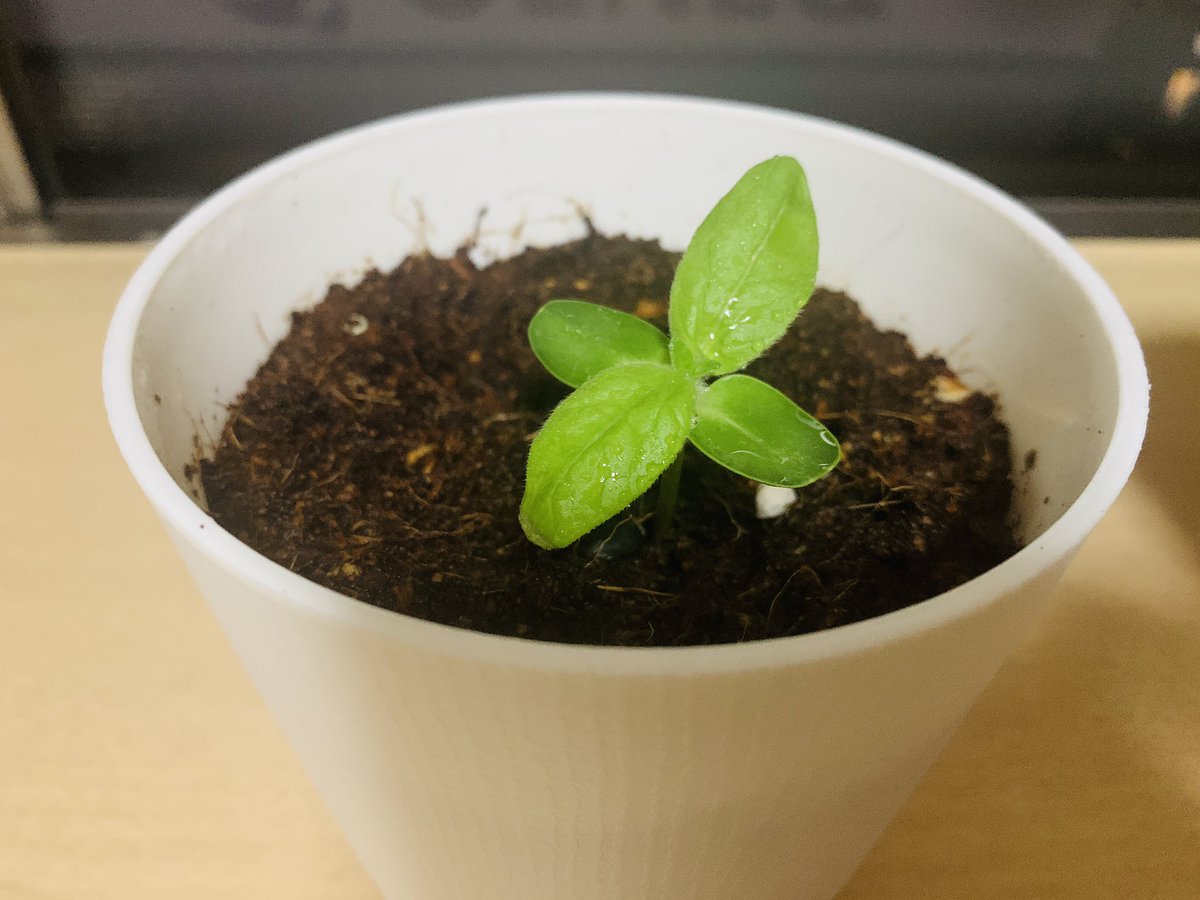 K07075609's tweet photo. 今日のはるくん、だいちくん！
まだ芽が🌱出たばかりであんまり成長してませんが、元気に育ってくれてます！

 #春馬くんに捧げるひまわり栽培部
＃只今絶賛ひまわり栽培中2023 https://t.co/zenv1hMa9f