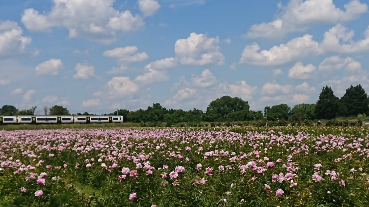 Fields of peonies at Bury Farm near Meldreth #pickyourown #farming #Flowers