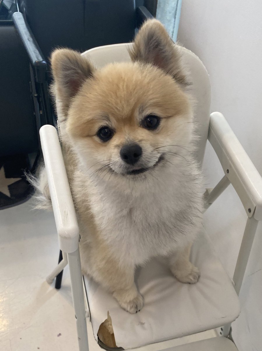 デカポメ🐶⛩️ポルくん🗼 (@AccessoryshopF) / Posts / X