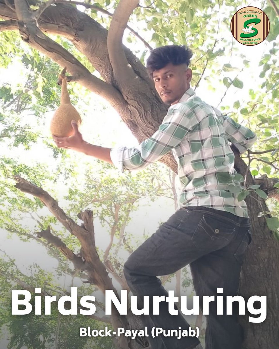 GreenSwelfares's tweet photo. In scorching summers, Shah Satnam Ji Green 'S' Welfare Force Wing volunteers are placing nests, and keeping water and feed for birds. 🐦💧 Their efforts are a gentle reminder of our shared responsibility towards all beings. Be part of this kind initiative and help our feathered friends! #NurturingBirds #SummerKindness #NatureLove