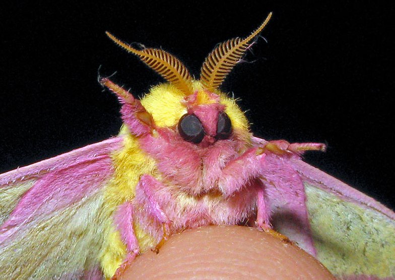 Moths during pride month