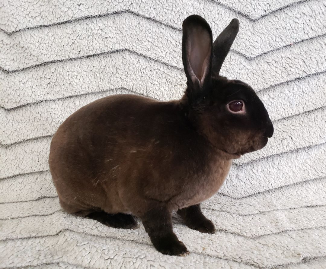 RT @AdoptableBuns: Thunder is a handsome, adult Rex from #Deerfield, WI. https://t.co/UGqdgx5kDw https://t.co/zvuYt6Q2KV