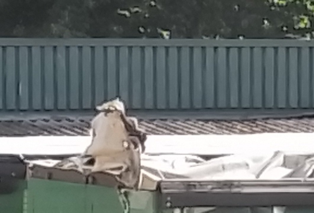 AJdeRoosen's tweet image. war es 
Hab zwar erfahren müssen das Kermit und Miss Piggy getrennt sind (seit 2015 schon 🙈) dafür aber einen wunderschönen Pinguin gesehen bis ...
Mir jemand die Brille reichte 
So ein wunderschöner MadagaskarPinguin
*hachzt laut 
!B
#bildbeschreibung 
Jetz zu den Plüschkissen