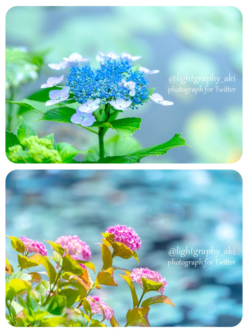 lightgraphy_aki's tweet photo. 水辺に花開く

📷22.7月中旬（過去フォト）
#アジサイ 
#フラワーフォト https://t.co/V1HOHBKbPq