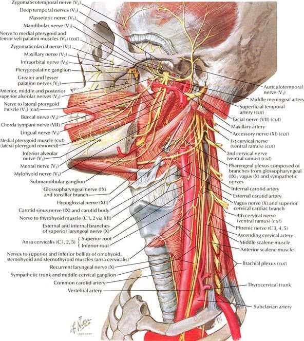 Great netter anatomy. What structure you are first? I saw carotid artery.