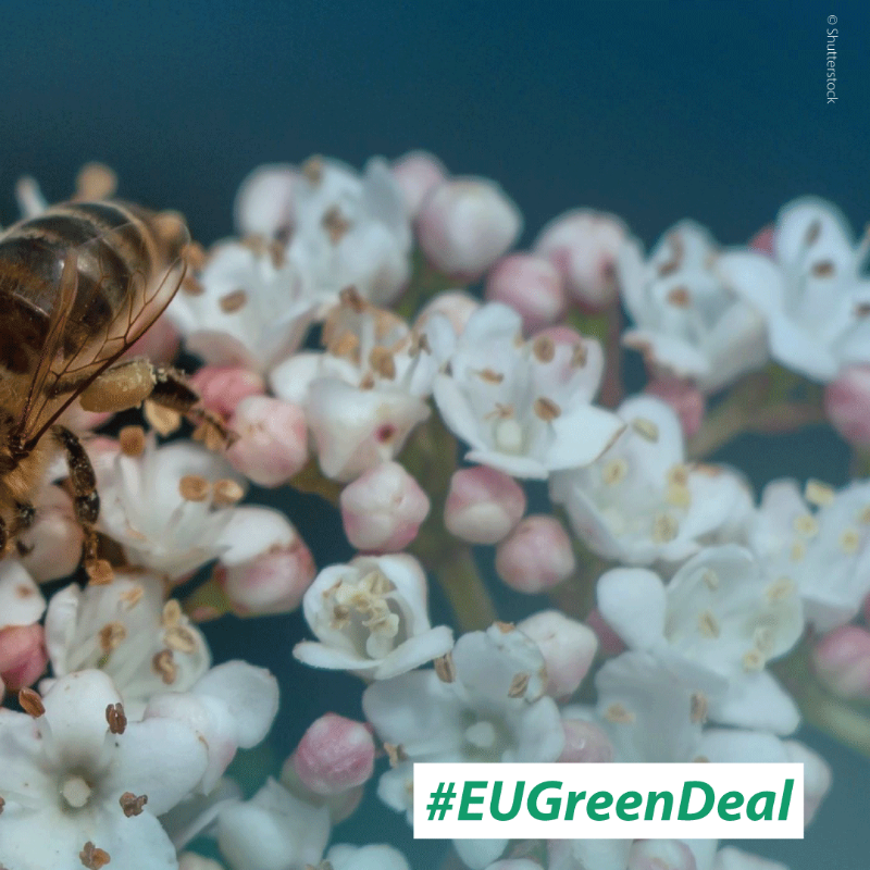 EU_CoR's tweet photo. 🌿 The CoR opinion on the EU Nature Restoration Law highlights steps to #BuildBackBiodiversity in line with the Global Biodiversity Framework and in a way that engages local governments.

➡️ Learn more: https://t.co/HVlLgvUmhA

@BiwerR

#RestoreNature
#EUGreenDeal