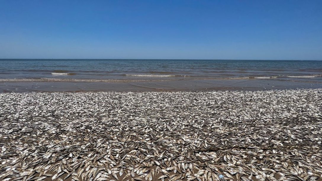 Qui disait hier que Marlène Schiappa avait essayé de noyer le poisson? 🫤